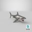 great white shark open mouth model
