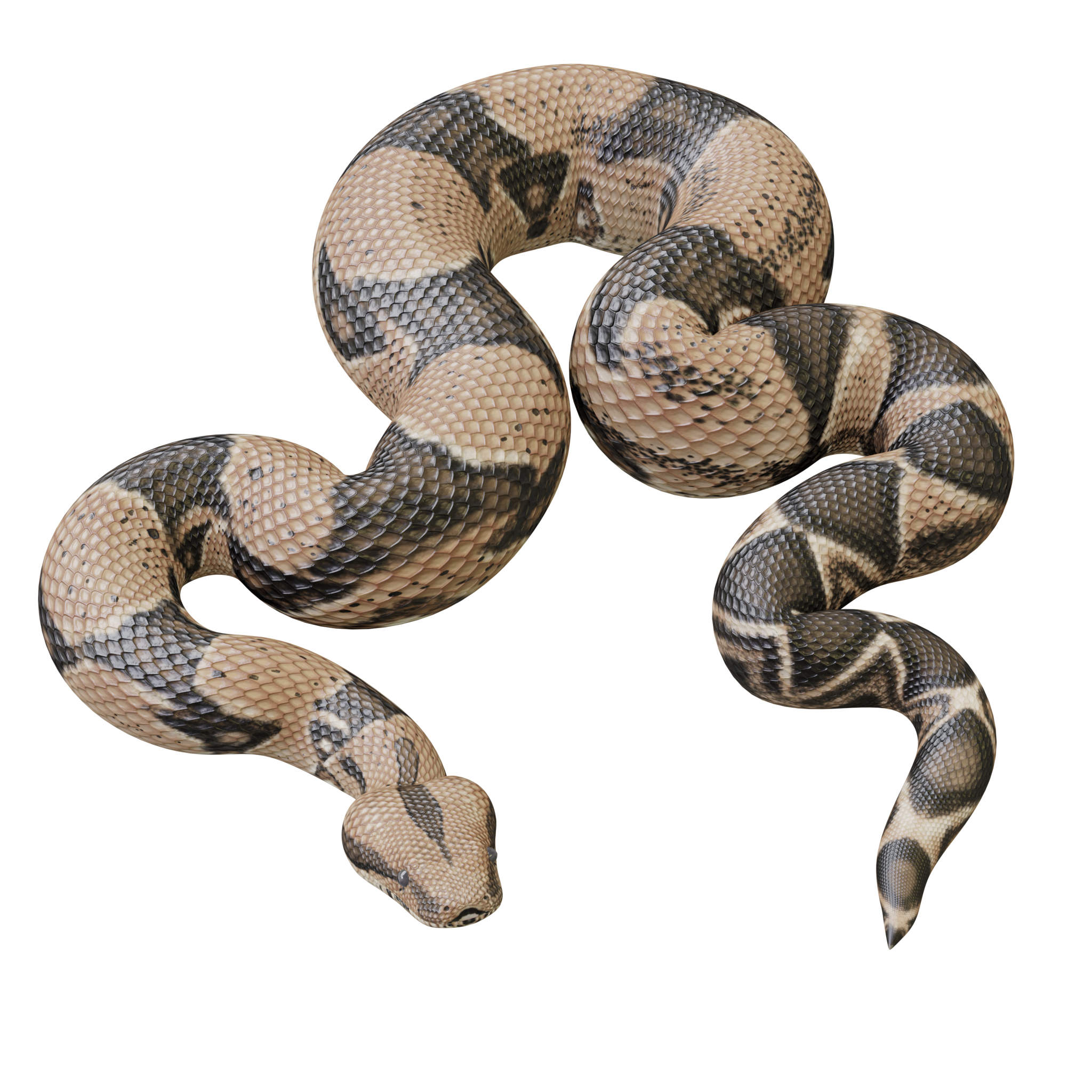 3ds max boa constrictor