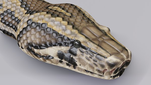 Burmese Python Animation 3D Model - TurboSquid 1264730