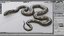pbr garter snake 3D model