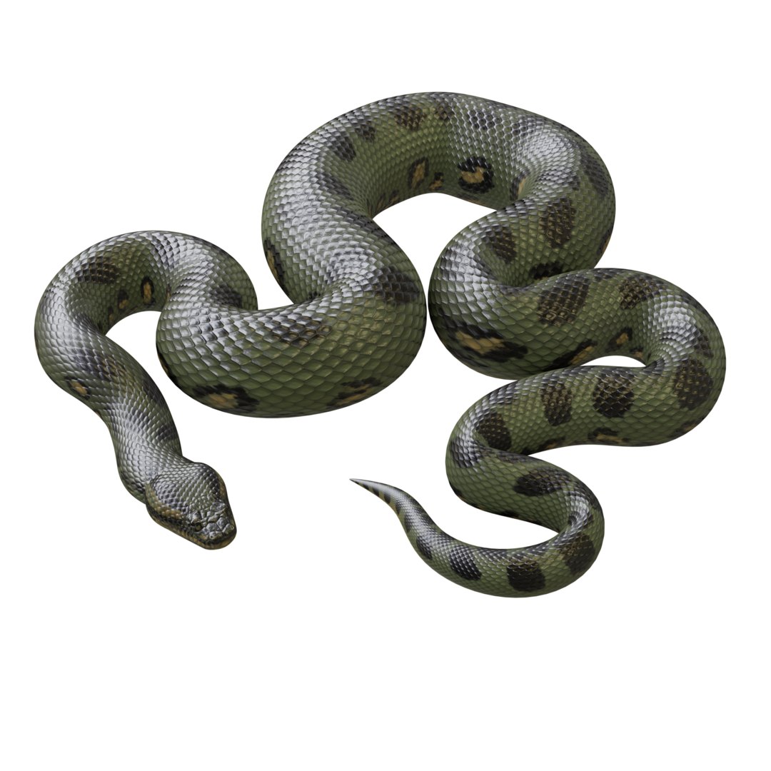 3D model green anaconda TurboSquid 1256788