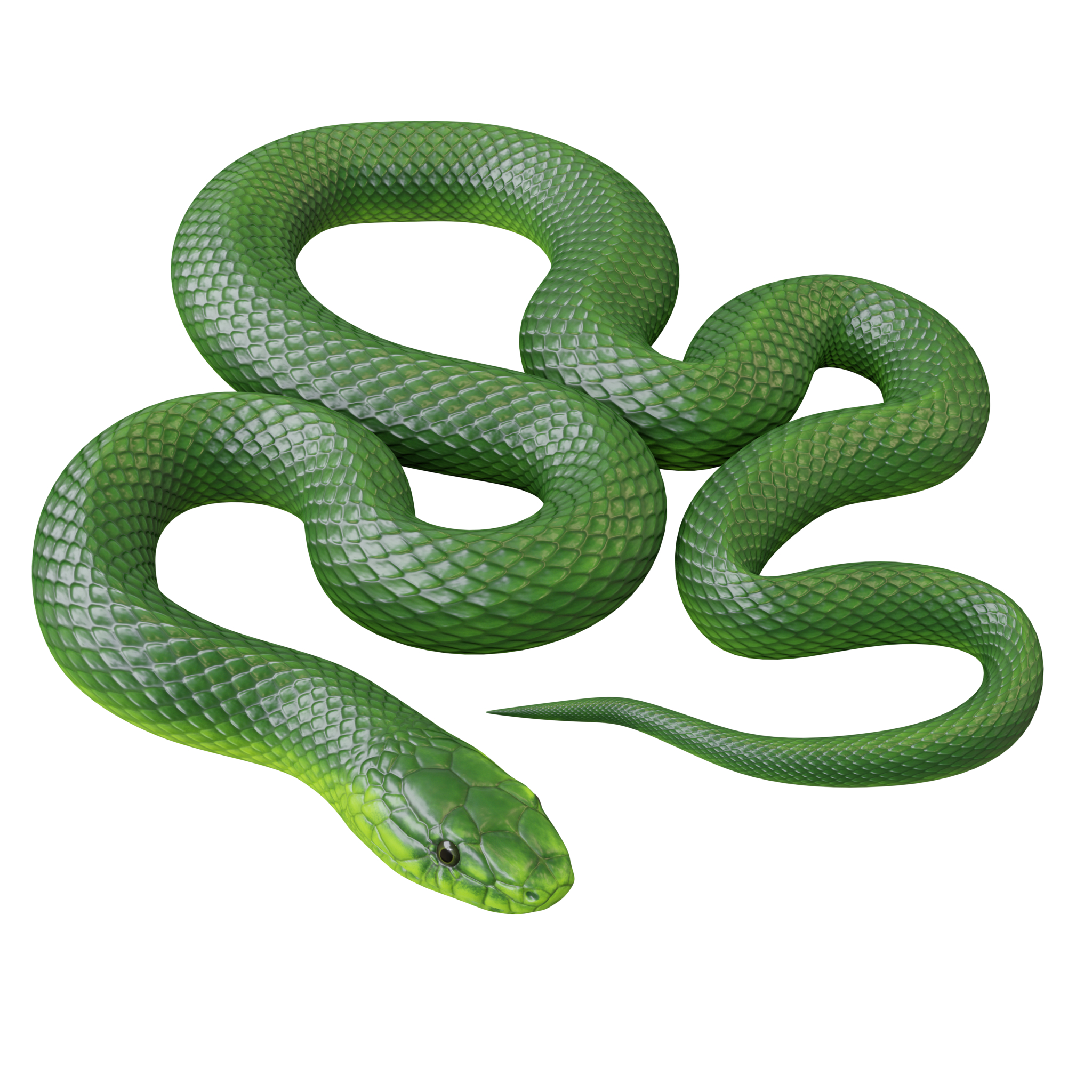 3D green mamba - TurboSquid 1264186