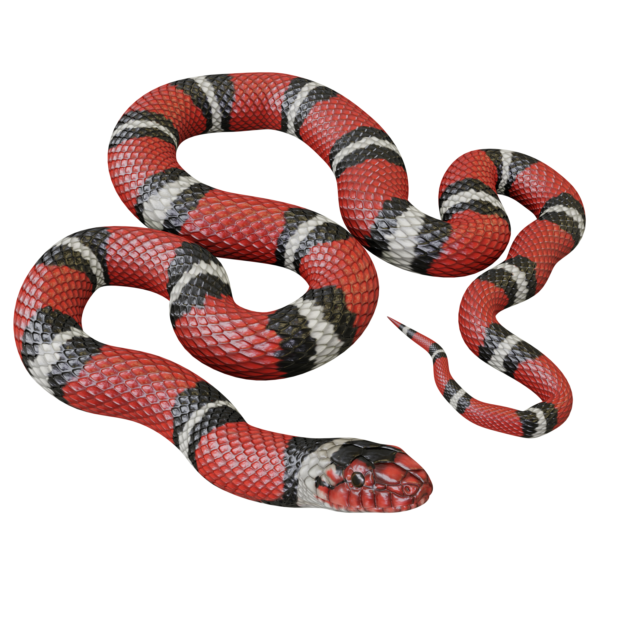 3D scarlet king snake model - TurboSquid 1264918