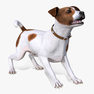 spotted jack russell terrier 3D model