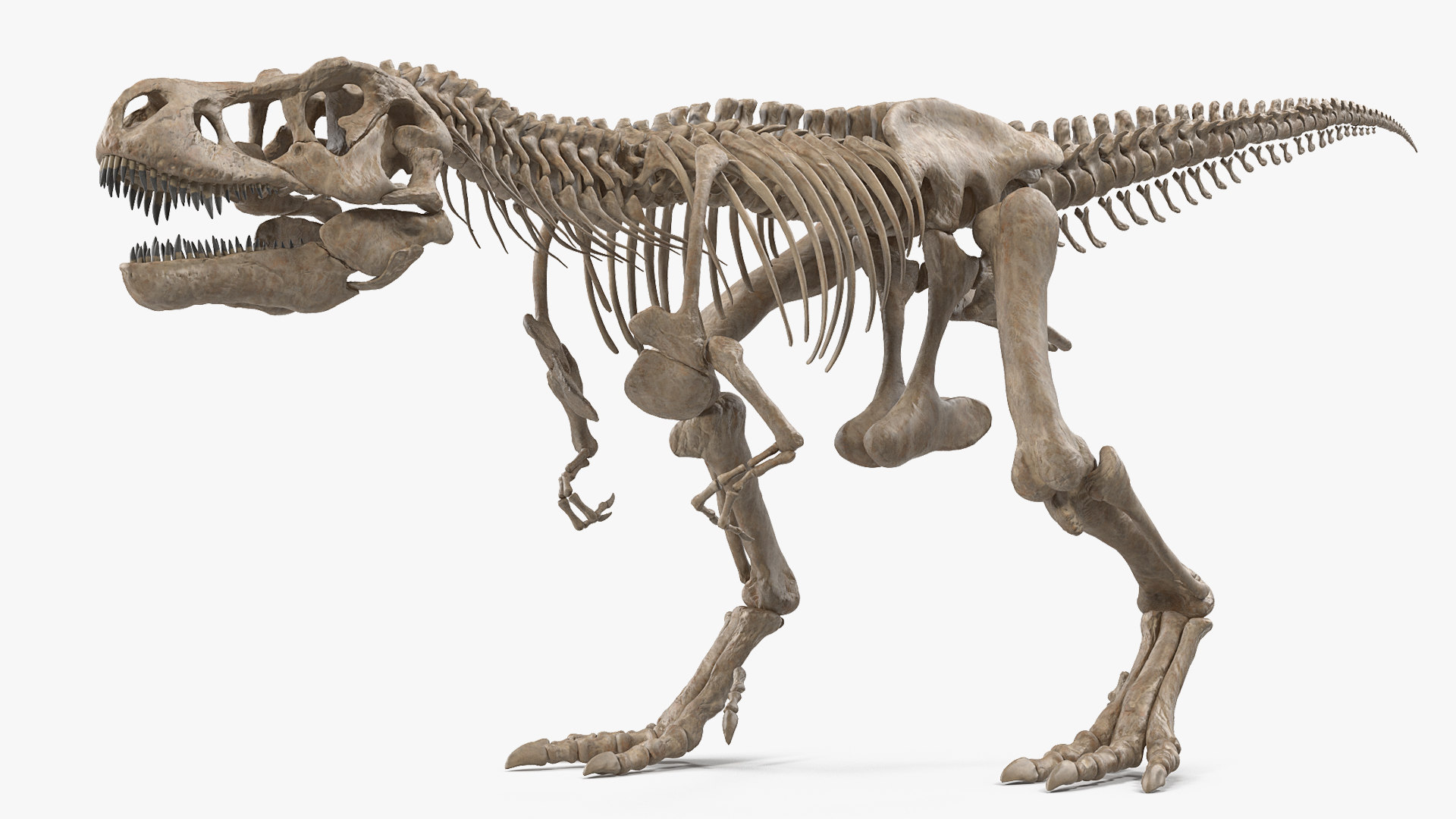 Jurassic Park T Rex Skeleton