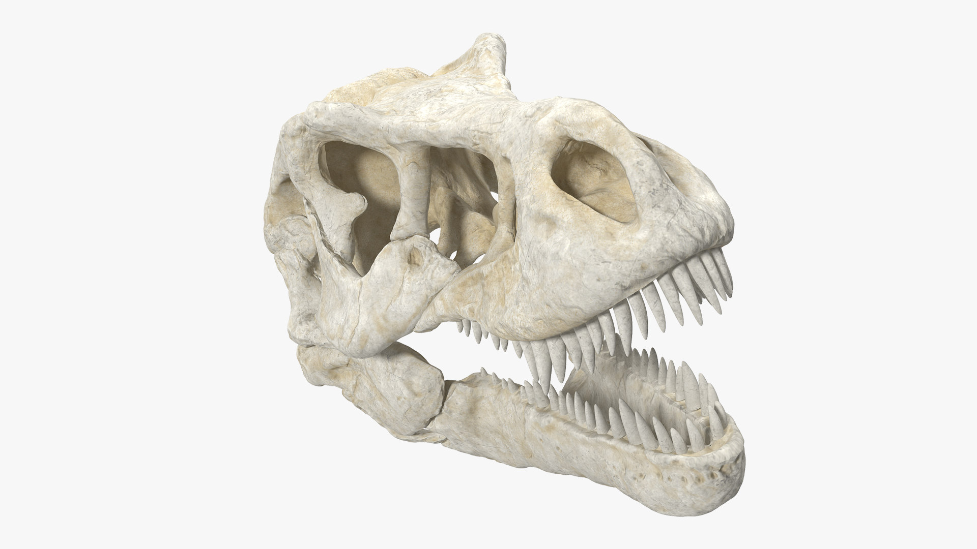 t rex skull cartoon