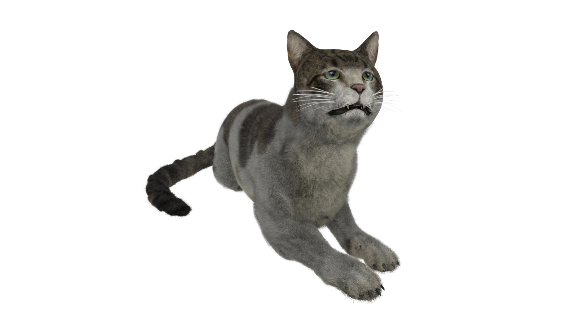 Cat European Shorthair 3d Model Turbosquid 1485112