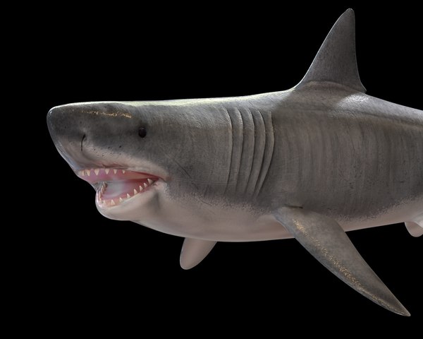 3D Megalodon Models | TurboSquid