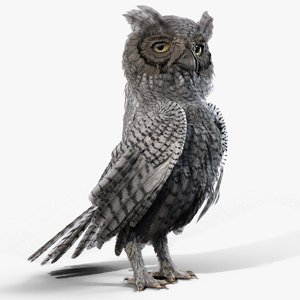 Owl 3D Models for Download | TurboSquid