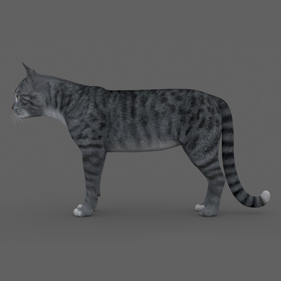 3D model rigged cat TurboSquid 1484170