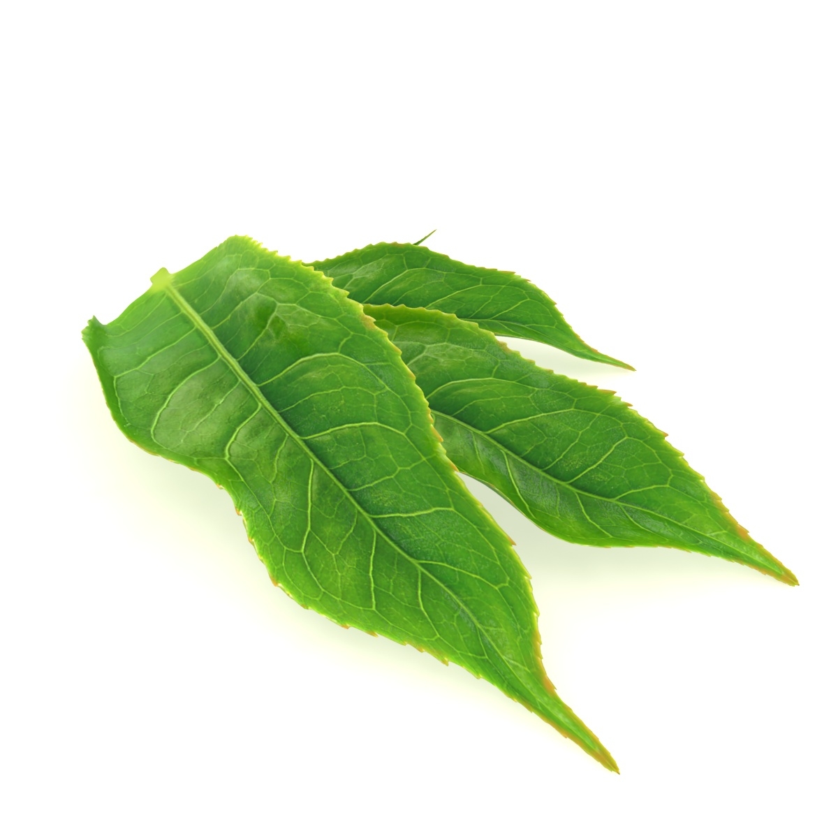 茶叶3d模型 - turbosquid 1484307