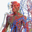 male body anatomy 3D model