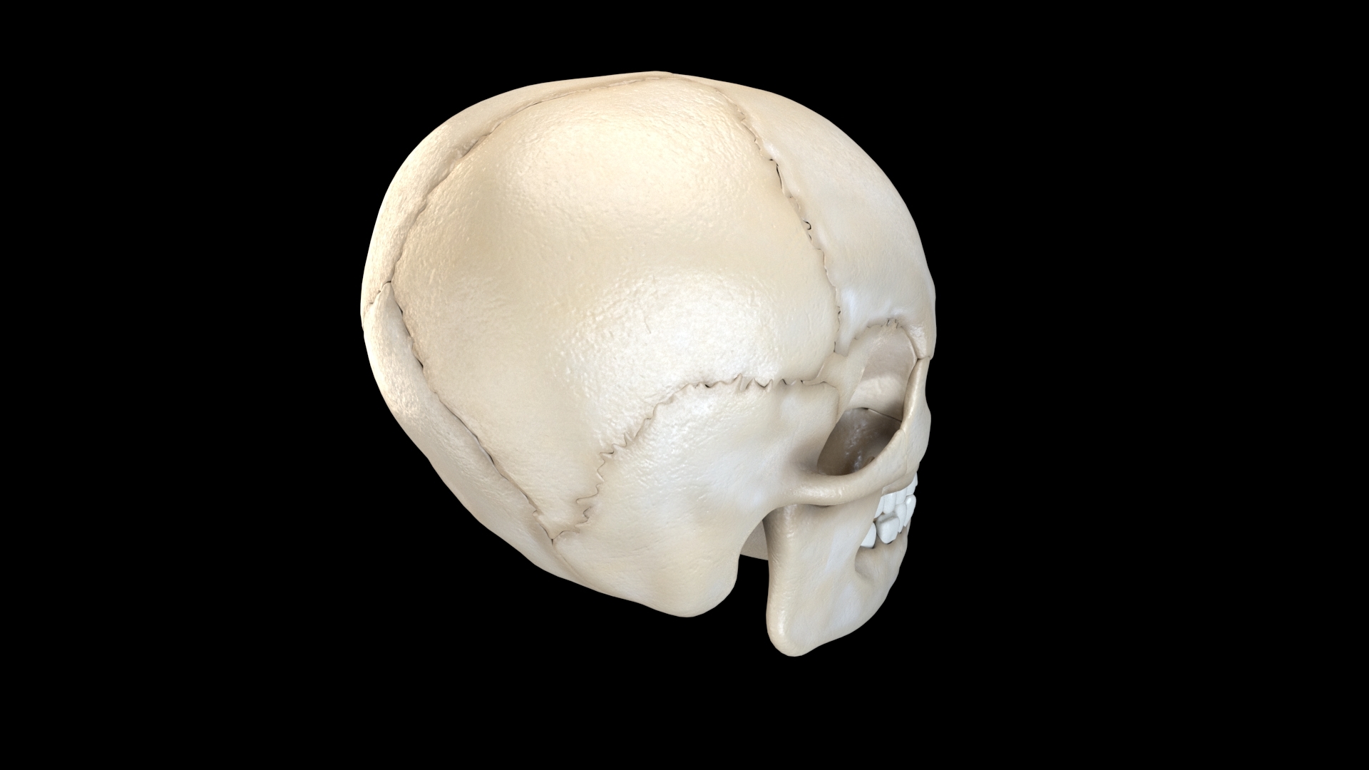 3D cranium anatomy Biology Diagrams