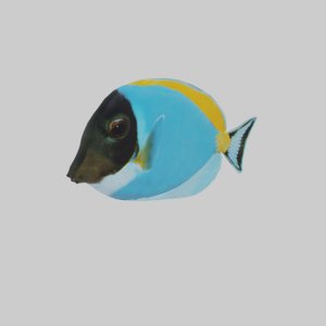 3D ambly fish