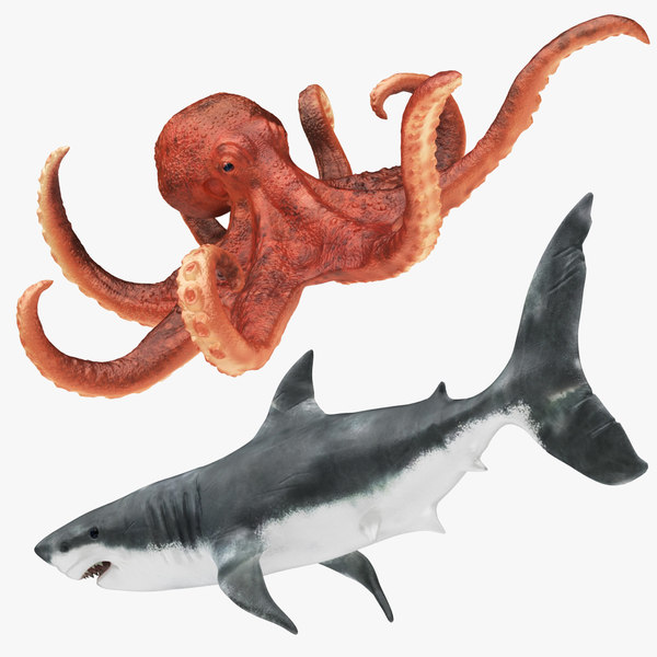 サメとタコ3dモデル Turbosquid