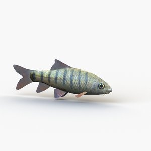 acrossocheilus grouper fish 3D model