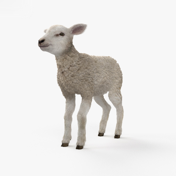 Sheep 3D Models for Download | TurboSquid