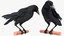 raven animate 3D model