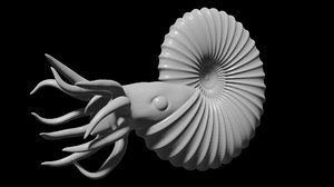 3D ammonoid reconstruction shell ammonites
