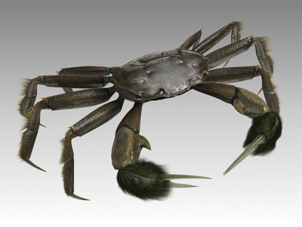 Crab male rigged model - TurboSquid 1485070