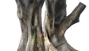 3D tree trunk