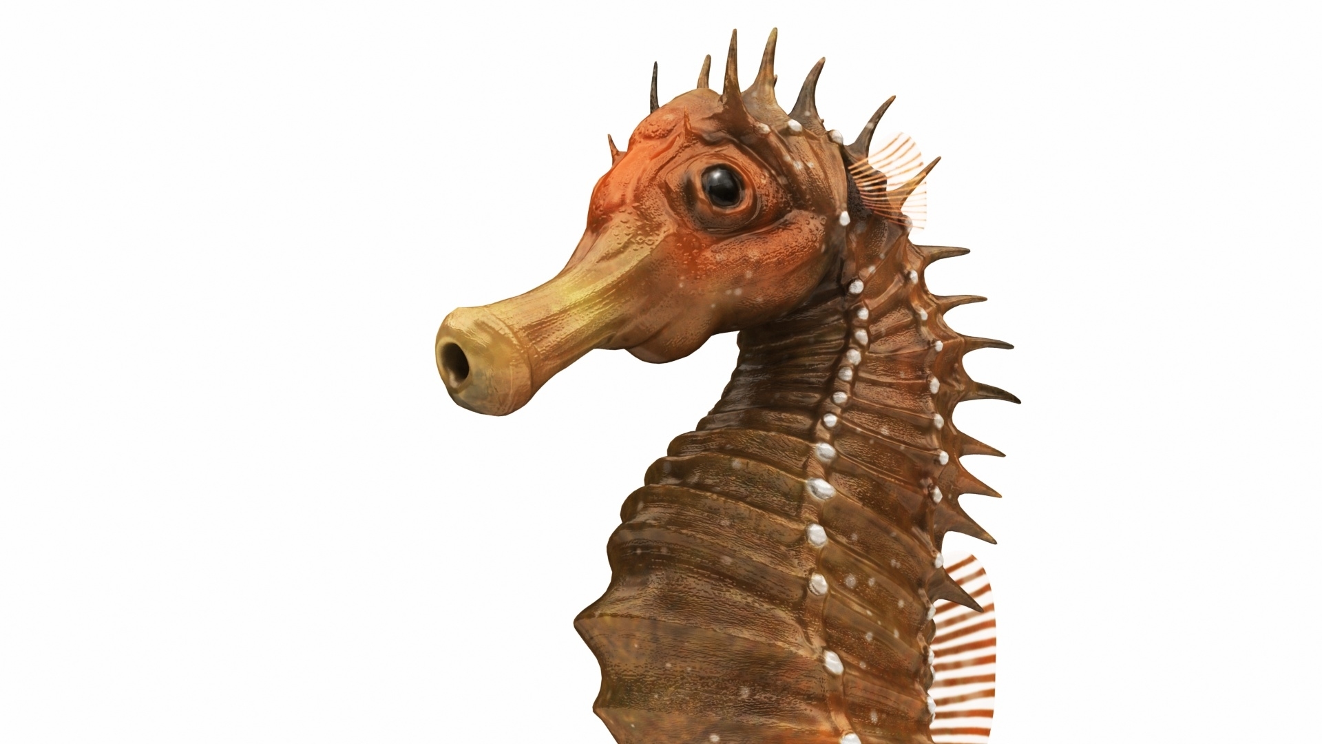 sea horse star fish 3d model