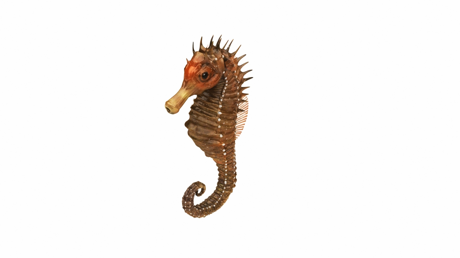 sea horse star fish 3d model