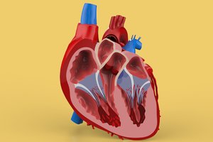 3D model humans heart