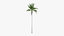 3D florida royal palm roystonea model