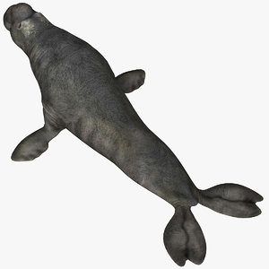 elephant seal sea model