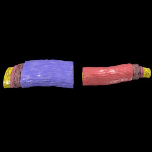 artery vein labels 3D model