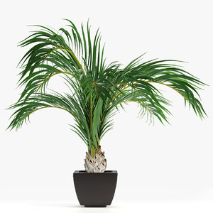 3D model exotic plants palm