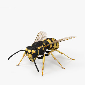 european wasp 3D model