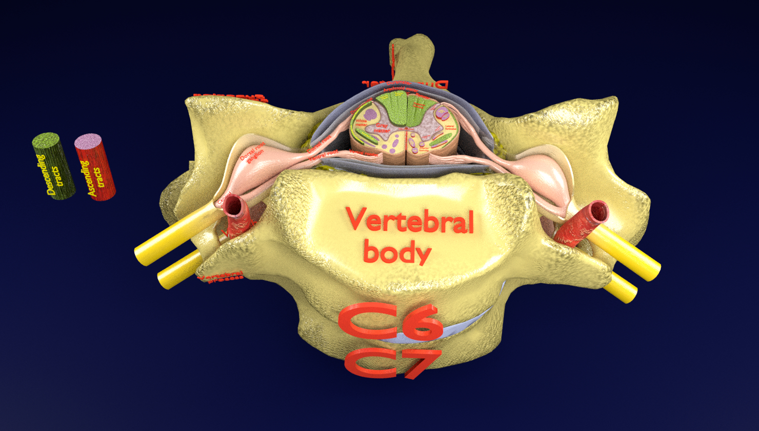 脊椎脊髓標記3d模型