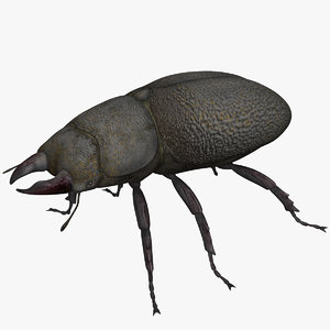 beetle bug insect 3D