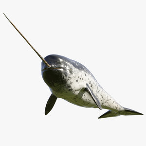 3D narwhal swimming pose