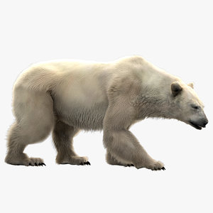 3D polar bear rigged model