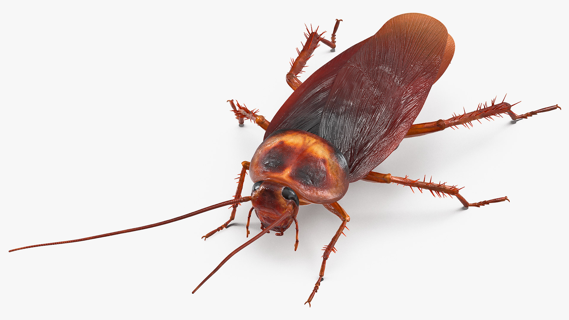 Moving Cockroach Wallpaper - carrotapp