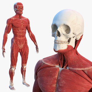 3D male skeleton muscular