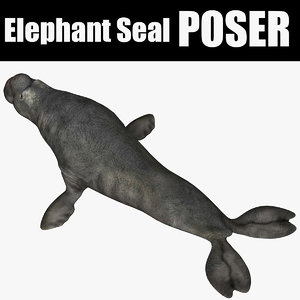 elephant seal poser model