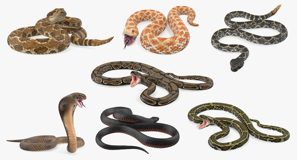 3D model rigged snakes 5 - TurboSquid 1487816