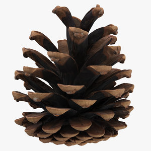 pine cone 01 model
