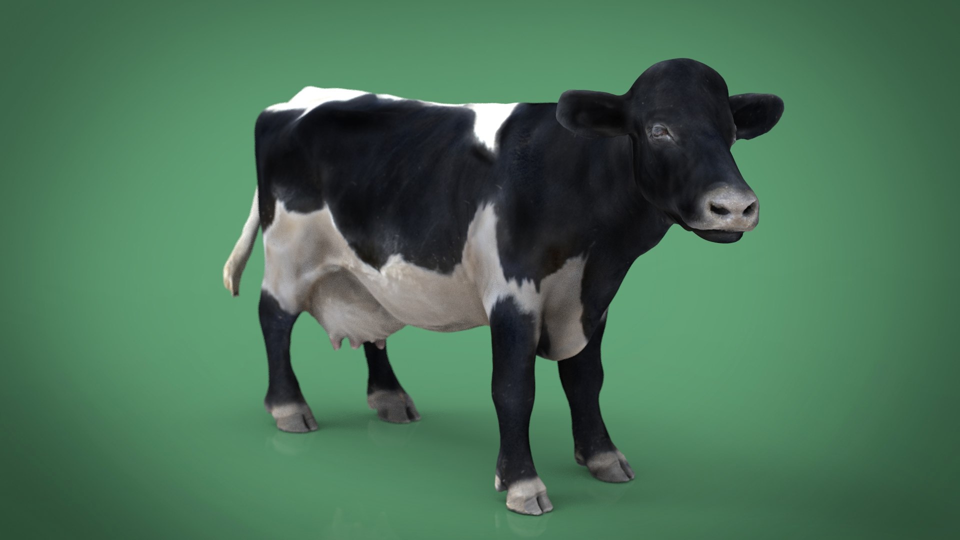 3D model cow animal mammal TurboSquid 1487632