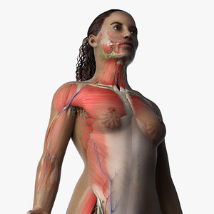 african female anatomy 3D model