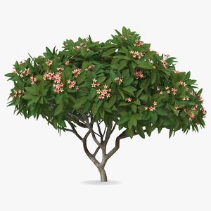 3D plumeria frangipani tree pink