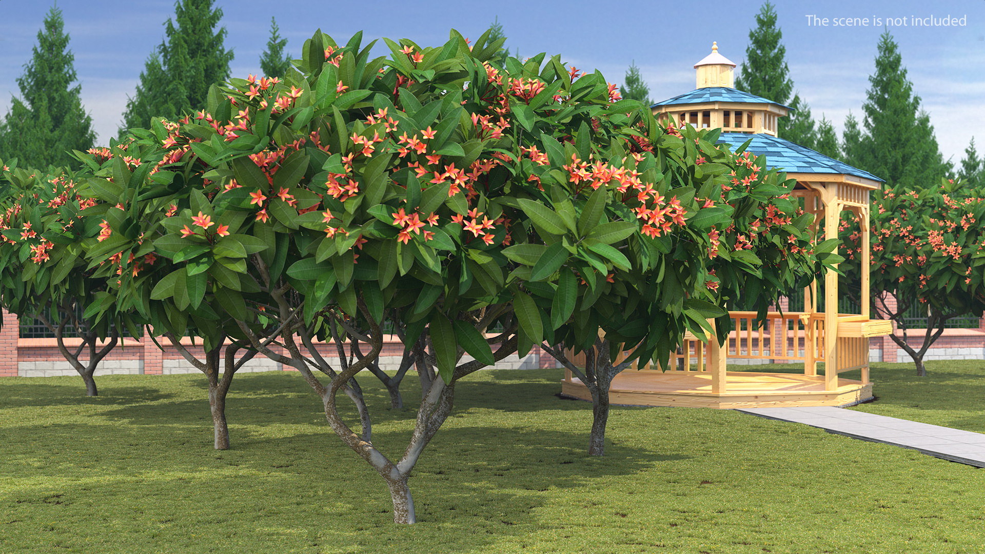 3D model plumeria frangipani tree red flowers TurboSquid 1488162