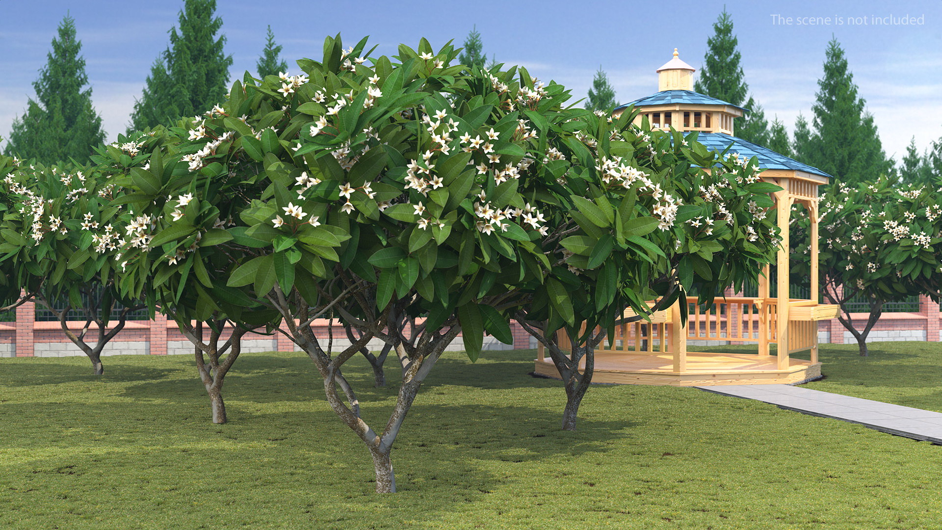 Plumeria frangipani tree white model TurboSquid 1488164