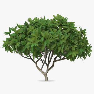 3D plumeria frangipani shrub model