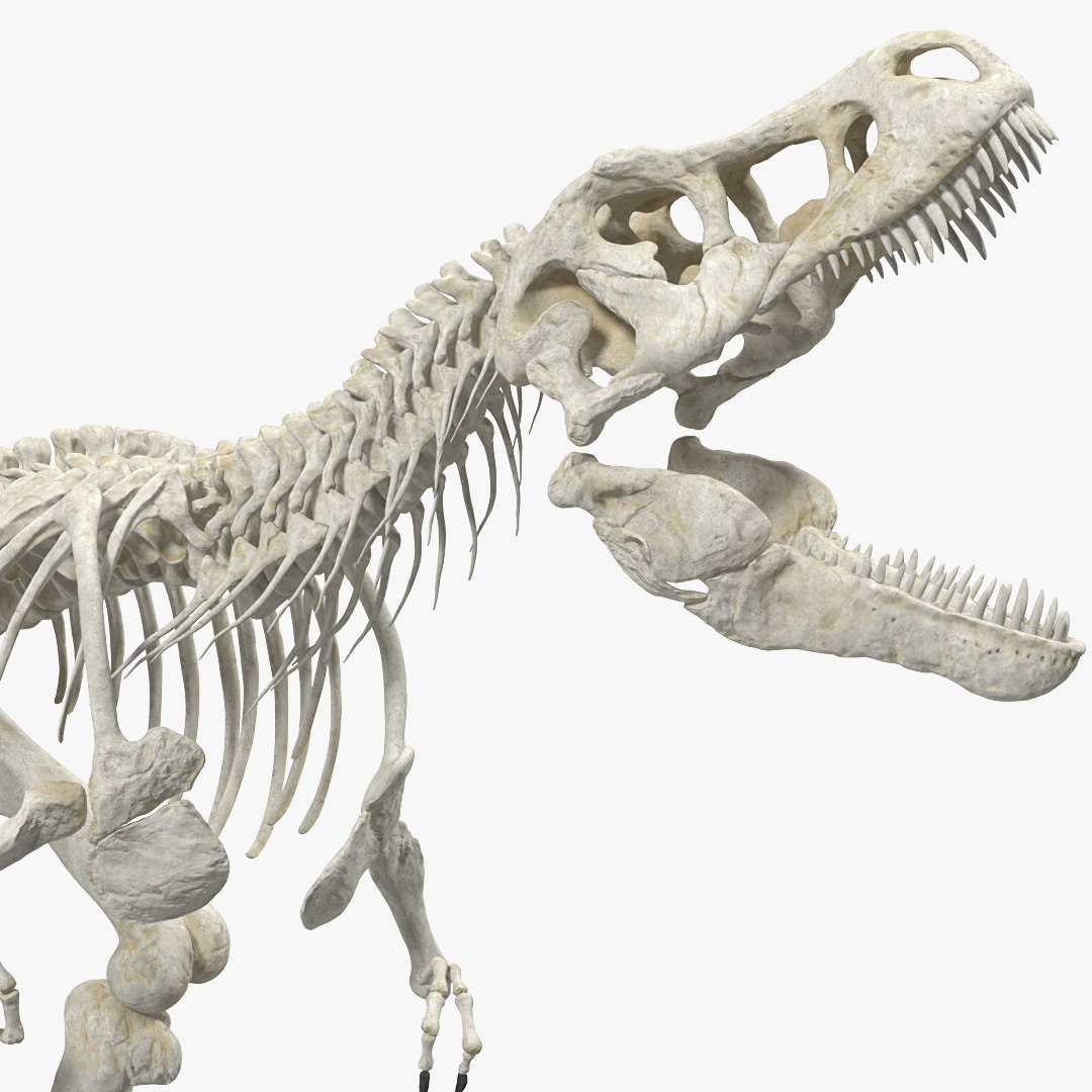 dig a dinosaur skeleton tyrannosaurus rex