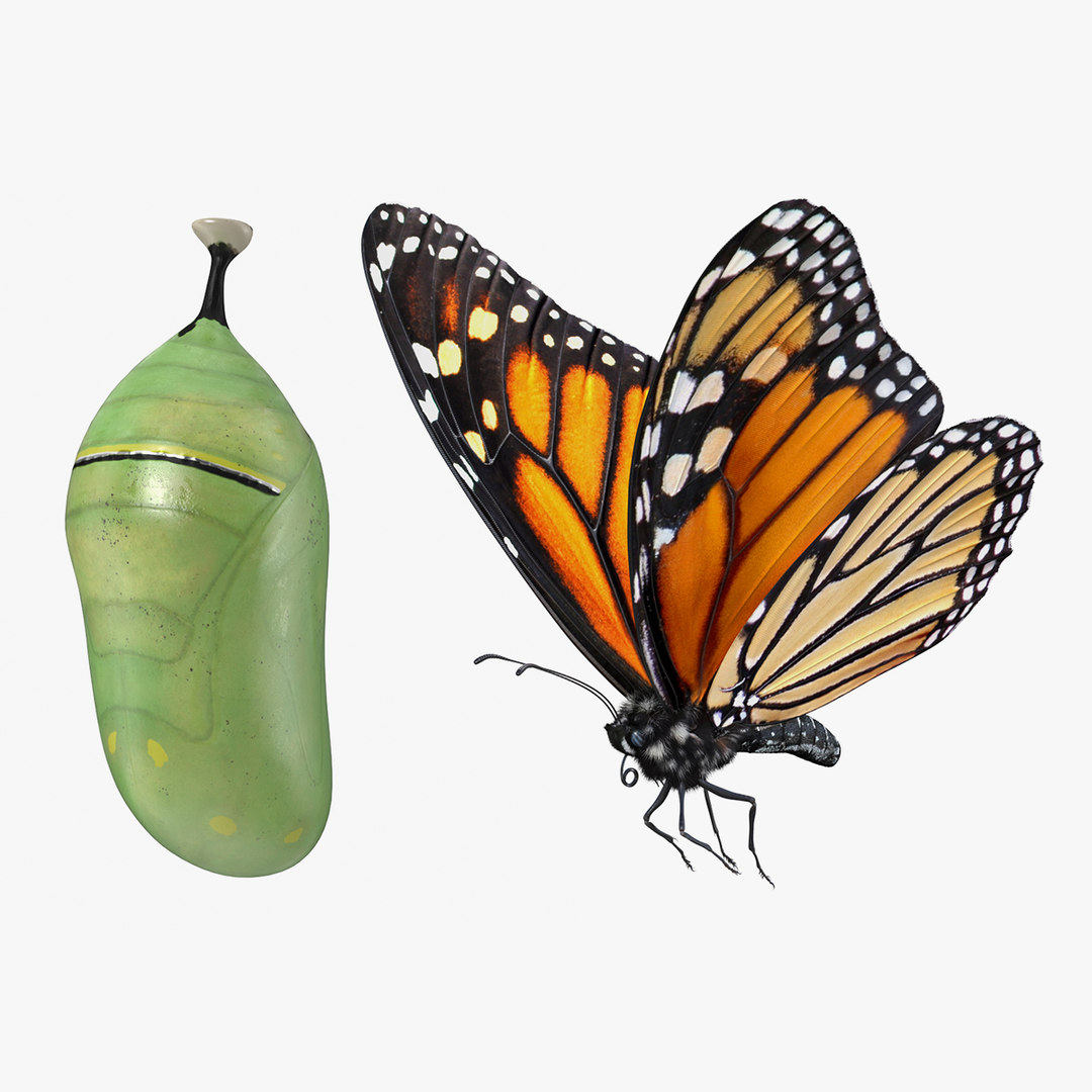 Monarch butterfly cocoon flying 3D model TurboSquid 1490745